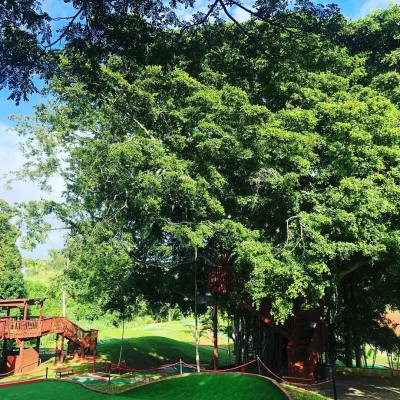 a large tree in a forest