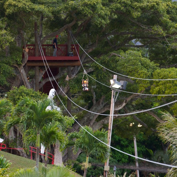 a bridge over a forest